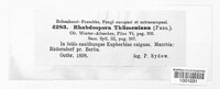 Rhabdospora thuemeniana image